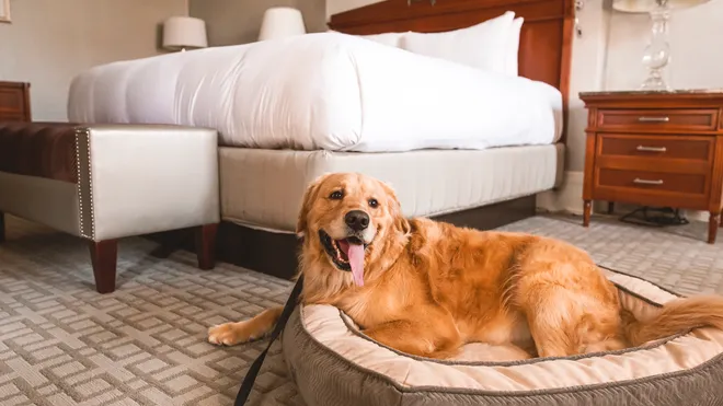 Best Pet-Friendly Motels and Hotels Across the USA