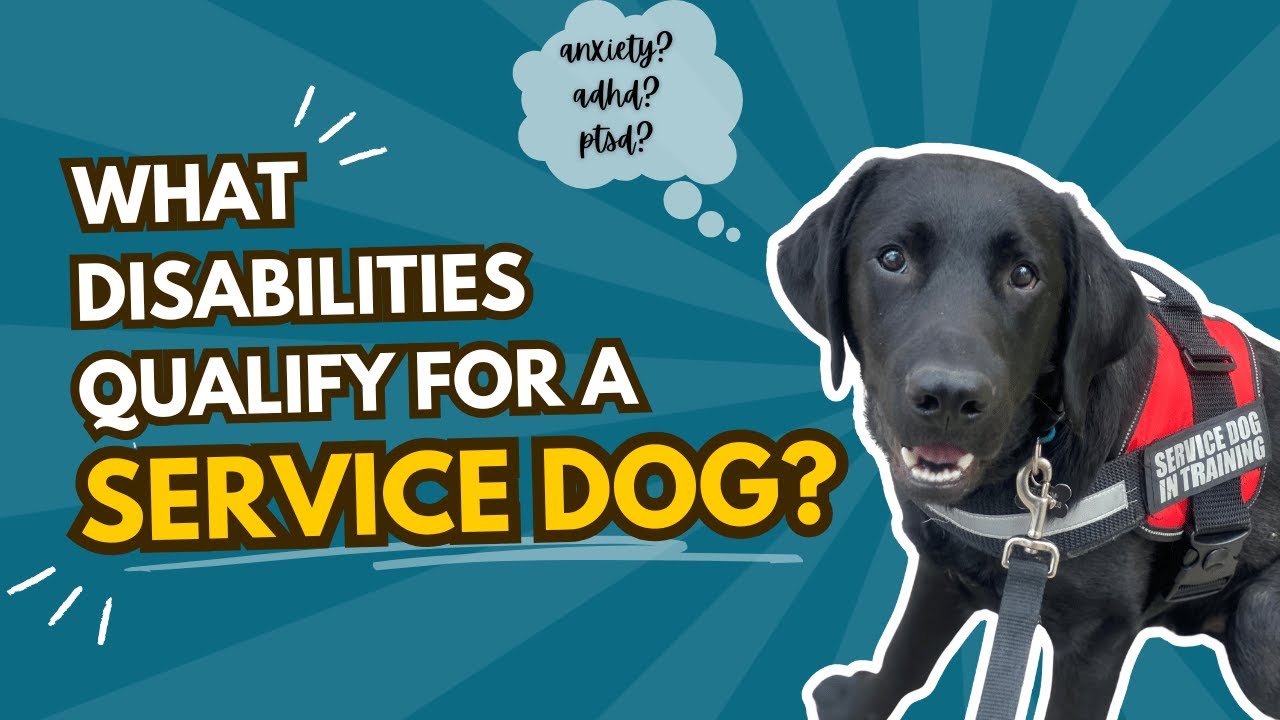 What Disabilities Qualify for a Service Dog